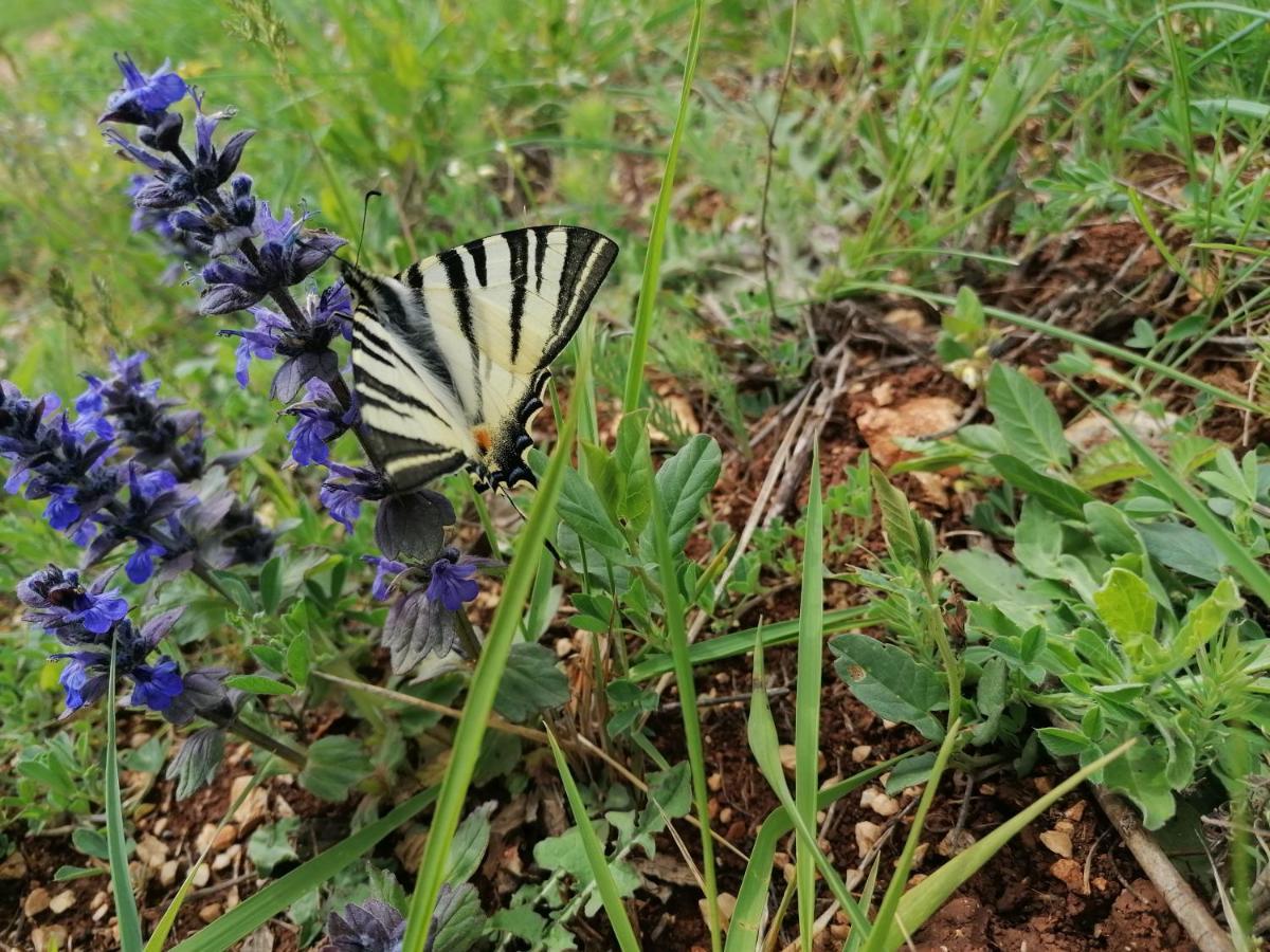 Ferienresidenz Lavandula Nova Vas  Eksteriør bilde